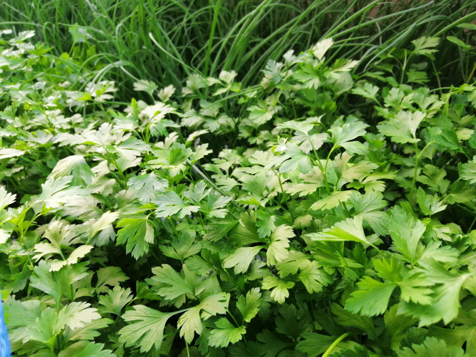 VERDURAS DA VILA