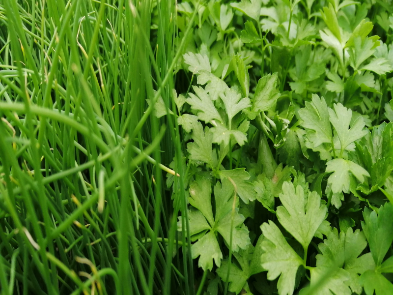 VERDURAS DA VILA - Produtos