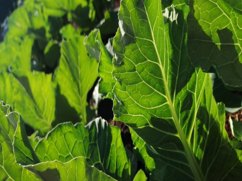 VERDURAS DA VILA - Produtos